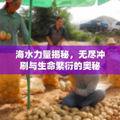 海水力量揭秘，无尽冲刷与生命繁衍的奥秘