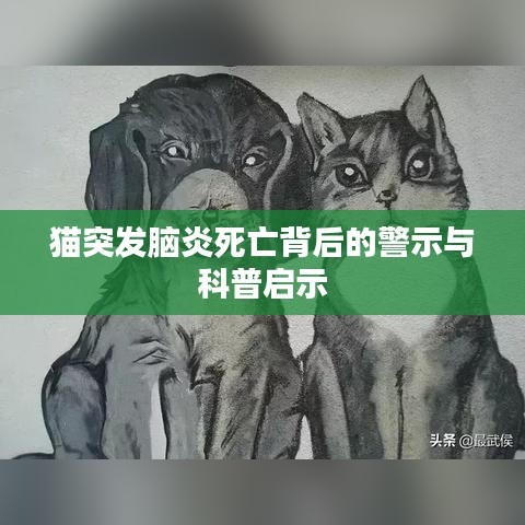 猫突发脑炎死亡背后的警示与科普启示