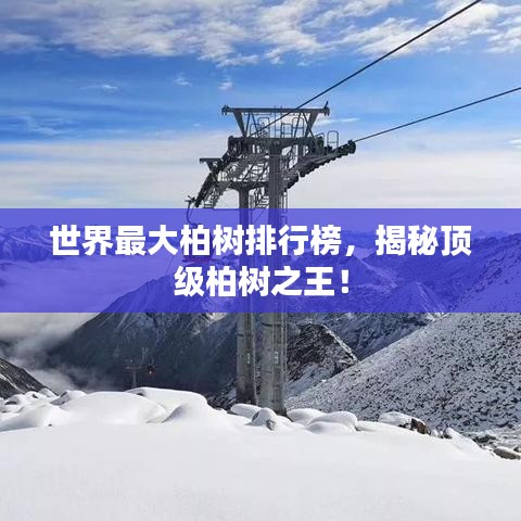 世界最大柏树排行榜，揭秘顶级柏树之王！