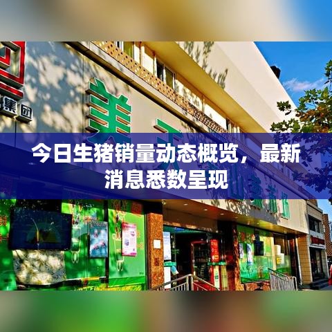 今日生猪销量动态概览，最新消息悉数呈现