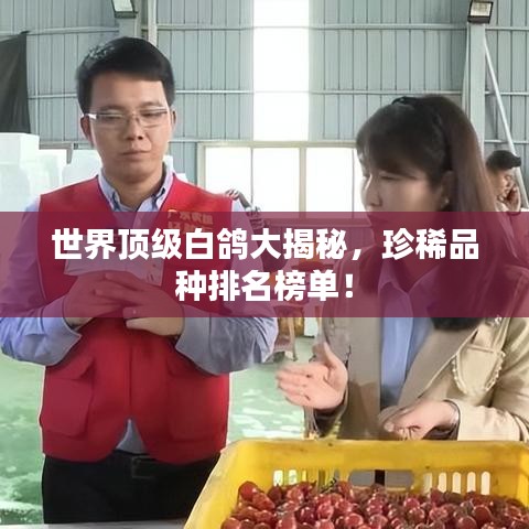 世界顶级白鸽大揭秘，珍稀品种排名榜单！