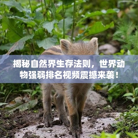 揭秘自然界生存法则，世界动物强弱排名视频震撼来袭！
