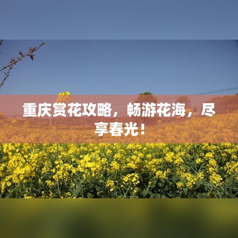 重庆赏花攻略，畅游花海，尽享春光！
