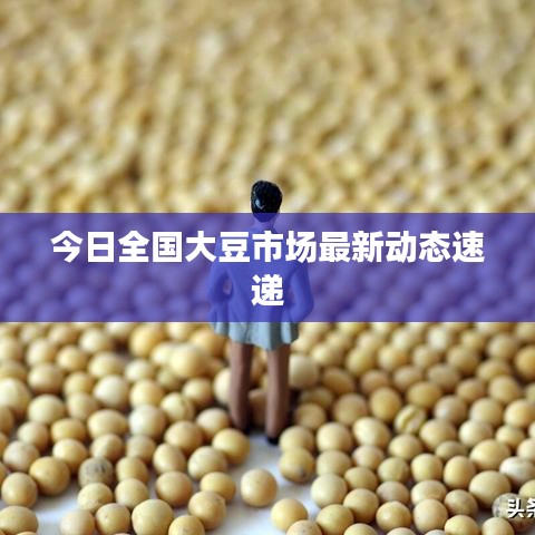 今日全国大豆市场最新动态速递