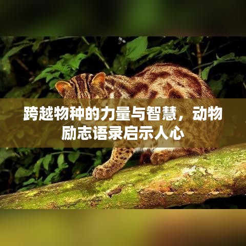 跨越物种的力量与智慧，动物励志语录启示人心