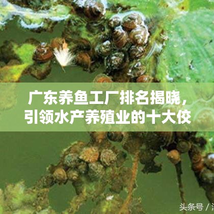 广东养鱼工厂排名揭晓，引领水产养殖业的十大佼佼者