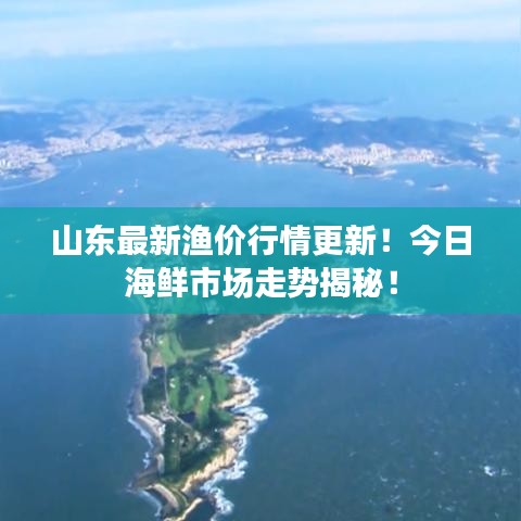 山东最新渔价行情更新！今日海鲜市场走势揭秘！