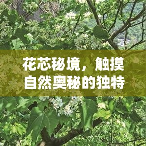 花芯秘境，触摸自然奥秘的独特体验