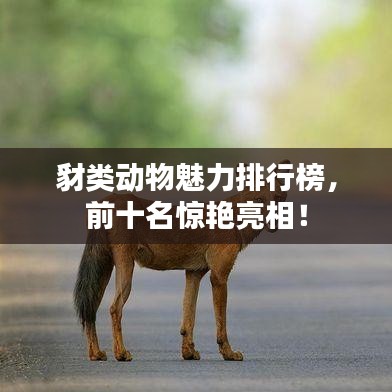 豺类动物魅力排行榜，前十名惊艳亮相！