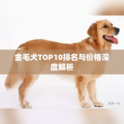 金毛犬TOP10排名与价格深度解析