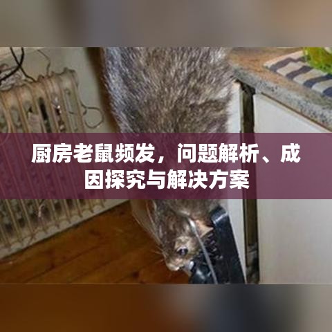 厨房老鼠频发，问题解析、成因探究与解决方案