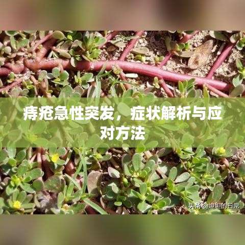 痔疮急性突发，症状解析与应对方法
