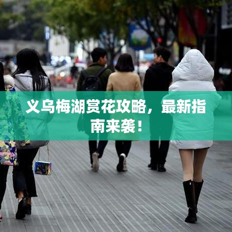 义乌梅湖赏花攻略，最新指南来袭！