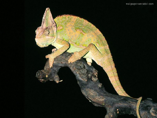 变色龙版本,定量分析解释定义-粉丝版_v5.243